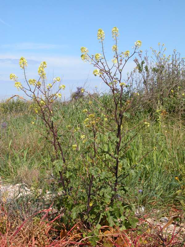 Arbusto con fiori gialli